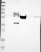 Anti-MAP2 Antibody