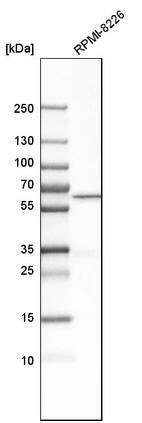 Western blot analysis in human cell line RPMI-8226.
