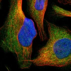 Immunofluorescent staining of human cell line U-2 OS shows localization to cytosol.