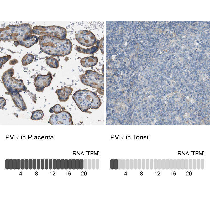 Anti-PVR Antibody