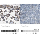 Anti-PVR Antibody