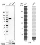 Western blot analysis in human cell lines A-431 and MCF-7 using Anti-PVR antibody. Corresponding PVR RNA-seq data are presented for the same cell lines. Loading control: Anti-GAPDH.