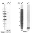 Western blot analysis in human cell lines A-549 and MCF-7 using Anti-GRAMD1A antibody. Corresponding GRAMD1A RNA-seq data are presented for the same cell lines. Loading control: Anti-HSP90B1.