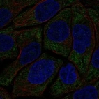 Anti-HECA Antibody