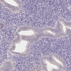 Immunohistochemical staining of human endometrium shows low expression as expected.