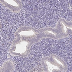 Immunohistochemical staining of human endometrium shows low expression as expected.