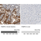 Anti-FABP6 Antibody