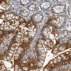 Immunohistochemical staining of human small intestine shows high expression.
