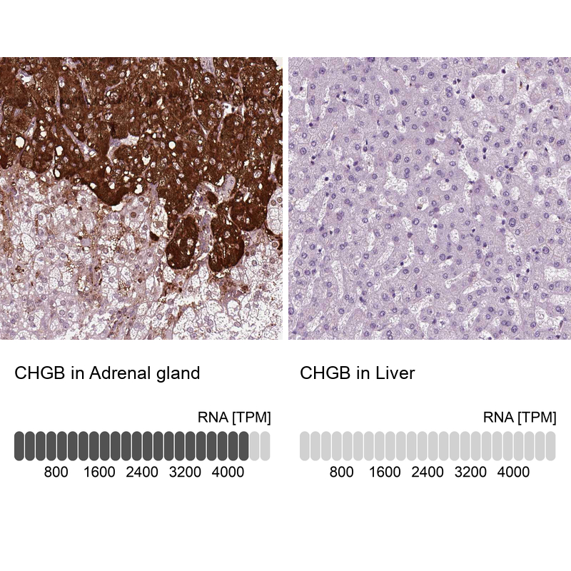 Anti-CHGB Antibody