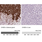 Anti-CHGB Antibody