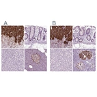 Immunohistochemical staining of human adrenal gland, colon, liver and pancreas using Anti-CHGB antibody HPA012602 (A) shows similar protein distribution across tissues to independent antibody HPA008759 (B).