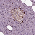 Immunohistochemical staining of human pancreas shows moderate cytoplasmic positivity in islets of Langerhans.