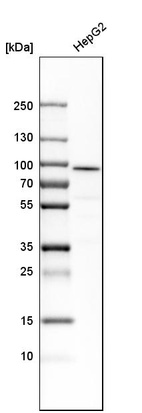 Western blot analysis in human cell line HepG2.