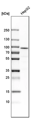 Western blot analysis in human cell line HepG2.