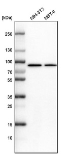 Western blot analysis in mouse cell line NIH-3T3 and rat cell line NBT-II.