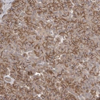 Immunohistochemical staining of human pancreas shows membranous positivity in exocrine glandular cells.
