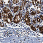 Immunohistochemical staining of human stomach shows strong cytoplasmic positivity in glandular cells.