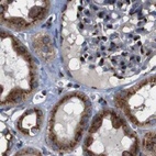 Immunohistochemical staining of human kidney using Anti-TGOLN2 antibody HPA012609.