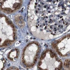 Immunohistochemical staining of human kidney using Anti-TGOLN2 antibody HPA012609.