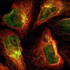 Immunofluorescent staining of human cell line U-2 OS shows localization to nucleoplasm & the Golgi apparatus.