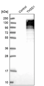 Western blot analysis in control (vector only transfected HEK293T lysate) and THSD1 over-expression lysate (Co-expressed with a C-terminal myc-DDK tag (~3.1 kDa) in mammalian HEK293T cells, LY404601).