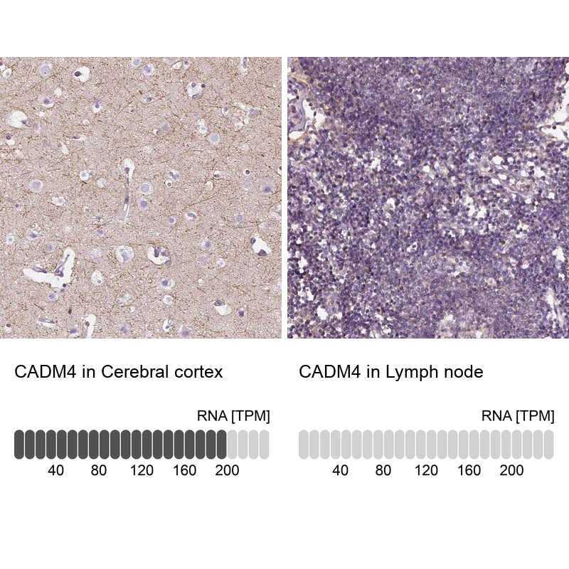 Anti-CADM4 Antibody