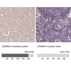 Anti-CADM4 Antibody