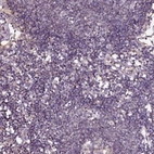 Immunohistochemical staining of human lymph node shows no positivity in non-germinal center cells as expected.
