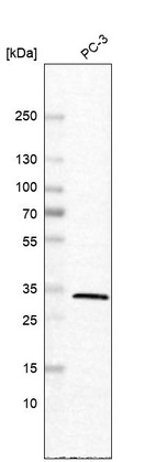 Western blot analysis in human cell line PC-3.