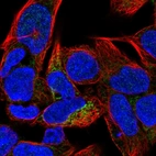 Immunofluorescent staining of human cell line HEK 293 shows localization to mitochondria.