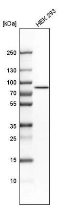 Western blot analysis in human cell line HEK 293.