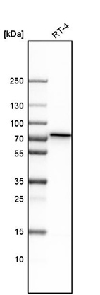 Anti-GALNT1 Antibody