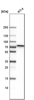 Anti-GALNT1 Antibody