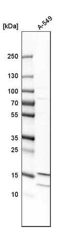 Western blot analysis in human cell line A-549.