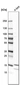 Anti-NUDT1 Antibody