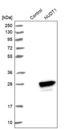 Western blot analysis in control (vector only transfected HEK293T lysate) and NUDT1 over-expression lysate (Co-expressed with a C-terminal myc-DDK tag (~3.1 kDa) in mammalian HEK293T cells, LY404635).