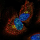 Immunofluorescent staining of human cell line HeLa shows localization to nucleoplasm & the Golgi apparatus.
