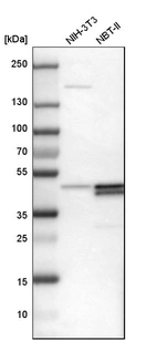 Western blot analysis in mouse cell line NIH-3T3 and rat cell line NBT-II.