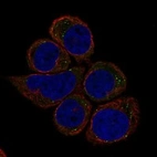 Anti-IGSF10 Antibody