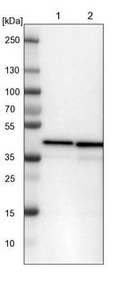 Lane 1: NIH-3T3 cell lysate (Mouse embryonic fibroblast cells)_br/_Lane 2: NBT-II cell lysate (Rat Wistar bladder tumour cells)