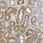 Immunohistochemical staining of human kidney shows moderate to strong membranous positivity in cells in tubules.