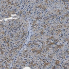 Immunohistochemical staining of human pancreas shows moderate membranous positivity in exocrine glandular cells.