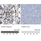 Anti-ITGA6 Antibody