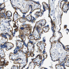 Anti-ITGA6 Antibody