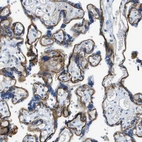 Immunohistochemical staining of human placenta shows strong membranous positivity in trophoblastic cells.