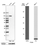 Western blot analysis in human cell lines A-431 and MCF-7 using Anti-ITGA6 antibody. Corresponding ITGA6 RNA-seq data are presented for the same cell lines. Loading control: Anti-GAPDH.