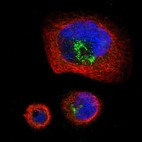 Immunofluorescent staining of human cell line A-431 shows localization to the Golgi apparatus.