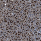 Immunohistochemical staining of human pancreas shows strong cytoplasmic positivity in exocrine glandular cells.