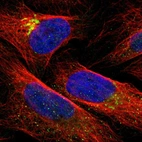 Immunofluorescent staining of human cell line U-2 OS shows localization to the Golgi apparatus.