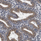 Immunohistochemical staining of human endometrium shows moderate granular cytoplasmic positivity in glandular cells.